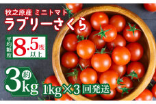 ミニ トマト フルーツ トマト ラブリーさくら うまたま 予約 受付 1kg × 3回 発送 計 3kg 国産 野菜 フルーツ 甘い 静岡県 牧之原市 山本農園