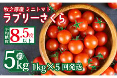 ミニ トマト フルーツ トマト ラブリーさくら うまたま 予約 受付 1kg × 5回 発送 計 5kg 国産 野菜 フルーツ 甘い 静岡県 牧之原市 山本農園