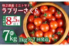 ミニ トマト フルーツ トマト ラブリーさくら うまたま 予約 受付 1kg × 7回 発送 計 7kg 国産 野菜 フルーツ 甘い 静岡県 牧之原市 山本農園
