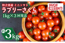 訳あり ミニ トマト フルーツ トマト ラブリーさくら うまたま 予約 受付 1kg × 3回 発送 計 3kg 選べる 容量 発送 回数 国産 野菜 フルーツ 甘い 静岡県 牧之原市 山本農園