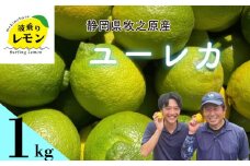 事前受付 牧之原産 波乗りレモン ユーレカ 1kg 国産 Lemon 檸檬  柑橘類 柑橘 フルーツ 果物 酸っぱい 果肉 酸味  防腐剤不使用 静岡県 牧之原市 