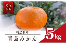 みかん 青島 みかん 約 5kg 先行予約 数量限定  2025年 12月 下旬 から 発送 ミカン 蜜柑 柑橘 果物 フルーツ 果汁 果実 農家 直送 ギフト 贈答 美味しい 国産 安心 minorien 牧之原市 静岡県