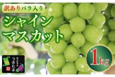 訳あり バラ入り シャインマスカット 1kg シャイン マスカット ぶどう ブドウ 葡萄 フルーツ 果物 くだもの 産地直送 農家直送 国産 オススメ おすすめ 美味しい おいしい おやつ デザート アレンジ 果実 自宅用 家庭用 贈答 贈り物 ギフト プレゼント 新鮮 種なし 甘い あまい ジューシー 皮ごと 食べられる 産直 直送 種無し 採れたて たねなし 贈答用 山本農園 静岡県 牧之原市