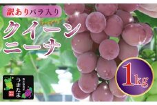 訳あり バラ入り クイーンニーナ 1kg ぶどう ブドウ 葡萄 フルーツ 果物 くだもの 産地直送 農家直送 国産 オススメ おすすめ 美味しい おいしい おやつ デザート アレンジ 果実 自宅用 家庭用 贈答 贈り物 ギフト プレゼント 新鮮 種なし 甘い あまい ジューシー くいーんにーな 産直 直送 種無し 採れたて たねなし 贈答用 贅沢 グレープ かじつ 山本農園 静岡県 牧之原市