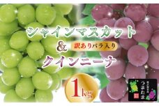 訳あり バラ入り クイーンニーナ シャインマスカット 1kg ぶどう ブドウ 葡萄 フルーツ 果物 くだもの 産地直送 農家直送 国産 オススメ おすすめ 美味しい おいしい おやつ デザート アレンジ 果実 自宅用 家庭用 贈答 贈り物 ギフト プレゼント 新鮮 種なし 甘い あまい ジューシー 皮ごと 食べられる 産直 直送 種無し 採れたて たねなし 贈答用 贅沢 山本農園 静岡県 牧之原市