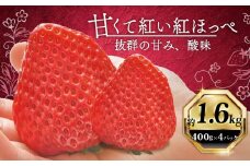 いちご 紅ほっぺ 計 1600g 計 4 パック 高級 イチゴ 苺 セット べにほっぺ  4 パック 400g × 4 パック フルーツ 果物 ストロベリー 産地直送 国産 スイーツ デザート くだもの イチゴ 果物 贈答用 ギフト 畠農宝 静岡県 牧之原市