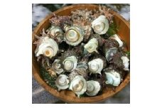 伊豆　天然　さざえ　セット　(大)　B026／（株）稲取水産　新鮮　活　厳選　静岡県　東伊豆町