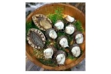 伊豆　天然　サザエ　アワビ　セット　(中)　C021／稲取水産　新鮮　活　厳選　静岡県　東伊豆町