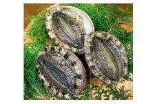 伊豆　天然　アワビ　セット　(中)　C022／（株）稲取水産　新鮮　活　厳選　静岡県　東伊豆町
