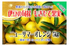もぎたて果実　ニューサマーオレンジ　5kg　A018／収穫体験農園ふたつぼり　柑橘　フルーツ　静岡県　東伊豆町