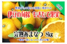 もぎたて果実　あまなつ　8kg　A023／収穫体験農園ふたつぼり　柑橘　フルーツ　静岡県　東伊豆町