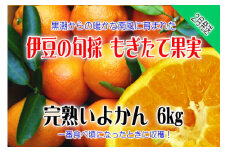 もぎたて果実　完熟　いよかん　6kg　A024／収穫体験農園ふたつぼり　柑橘　フルーツ　静岡県　東伊豆町