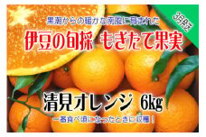 もぎたて果実　清見　オレンジ　6kg　A025／収穫体験農園ふたつぼり　柑橘　フルーツ　静岡県　東伊豆町