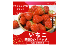 （冷蔵） 朝採り完熟いちご 紅ほっぺ 1120g(280g×4パック)農家直送 静岡県産 1268