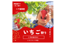いちご狩り体験チケット  2名分食べ放題30分練乳付き いちごらんど中西 伊豆 1271
