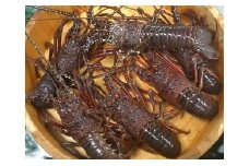 伊豆 天然 イセエビ （小） 1280 ／ 稲取水産 活 伊勢海老 静岡県 東伊豆町