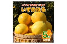 【2月配送】いずのはる　赤秀（最高級）　5kg　JAふじ伊豆　静岡県産 1382 ／ JAふじ伊豆 いずのはる 赤秀 贈り物 静岡県 東伊豆町