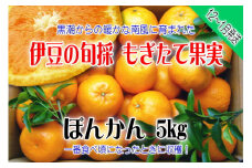 【伊豆のみかん・柑橘】もぎたて果実　ぽんかん　5kg　A020 ／ 収穫体験農園ふたつぼり　柑橘　フルーツ　静岡県　東伊豆町