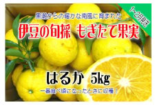 【伊豆のみかん・柑橘】もぎたて果実　はるか　5kg　A019 ／ 収穫体験農園ふたつぼり　柑橘　フルーツ　静岡県　東伊豆町