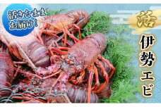 活 伊勢海老 4～8匹 活きたままお届け 毎年10月～翌年5月中旬出荷予定 獲れたて 活伊勢えび 伊勢えび 伊勢エビ 海老 えび エビ 貝 魚介 魚介類 海鮮 冷蔵 静岡 静岡県　【 河津町 】　お届け：毎年10月～翌年5月中旬[№5227-0083]