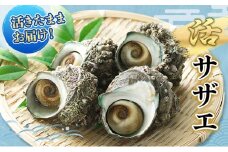 活 サザエ 5～15個 活きたままお届け 4月～9月中旬出荷予定 獲れたて 活サザエ さざえ 貝 魚介 魚介類 海鮮 冷蔵 静岡 静岡県 [№5227-0266]
