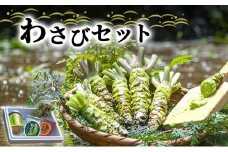 わさび セット 生わさび 2本 わさび漬け 1本 天城の春 三杯酢漬け 1瓶 わさび味噌 1個 詰め合わせ 伊豆 伊豆わさび食品直送 ワサビ 山葵 加工品 加工食品 薬味 調味料 冷蔵 冷蔵配送 静岡 静岡県 河津 河津町 [№5227-0346]