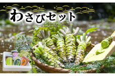 とれたて わさび セット 滝 生産者直送 生わさび 2本 手作り わさび漬け 天城の春 三杯酢漬け わさびみそ むらさき漬 醤油漬け 伊豆 ワサビ 茎 加工品 加工食品 薬味 詰め合わせ 静岡 調味料 [№5227-0348]