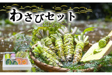 とれたて わさび セット 池 伊豆わさび食品直送 生わさび 4本 手作り わさび漬け 天城の春 三杯酢漬け わさびみそ むらさき漬 醤油漬け 伊豆 ワサビ 茎 加工品 加工食品 薬味 詰め合わせ 静岡 調味料 [№5227-0352]