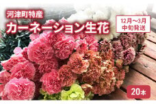 河津町特産 カーネーション 生花 20本 12月～3月中旬発送[№5227-0526]