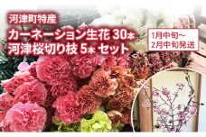 河津町特産 カーネーション 30本 河津桜 5本 生花 切り枝セット 1月中旬～2月中旬発送[№5227-0528]