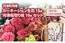 河津町特産 カーネーション 15本 河津桜 10本 生花 切り枝セット 1月中旬～2月中旬発送[№5227-0529]