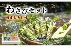 わさび セット 鮫皮おろし付 生わさび 4本 わさび漬け 2個 わさび味噌 2個 天城の春 三杯酢漬け1瓶 むらさき漬け 1瓶 詰め合わせ 伊豆 伊豆わさび食品直送 ワサビ 山葵 鮫皮おろし 加工品 薬味 調味料 冷蔵 冷蔵配送 静岡 静岡県 河津 河津町 [№5227-0353]