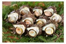 さざえ　【 さざえ サザエ 貝 海鮮 BBQ つぼ焼き 刺身 バーベキュー ギフト 】　<AS-14>