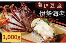 伊勢海老セット[Ｂ] 【いせえび 伊勢海老 伊勢海老 鮮魚 海老 えび 人気 名産 高級 おすすめ 数量限定 贈答 静岡県 南伊豆 伊豆 】　<AG-12>