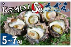 ドでかい！Ｓ級サザエ　【 さざえ サザエ 貝 海鮮 BBQ つぼ焼き 刺身 バーベキュー ギフト 】　<AS-23>