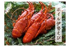ボイル伊勢えび　【 伊勢海老 イセエビ 海老 旨い ボイル 海鮮 伊豆 南伊豆 静岡 ふるさと納税 】　<AS-22>