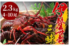 豪華伊勢海老三昧　【 いせえび 伊勢海老 伊勢海老 鮮魚 海老 えび 人気 名産 高級 おすすめ 数量限定 贈答 静岡県 南伊豆 伊豆 】　<AM-18>