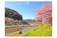 ２月10日～３月10日　みなみの桜と菜の花祭り