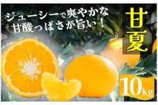 【先行予約＿2026年出荷分】湯の花　初夏の香り甘夏 10kg箱 【 柑橘 甘夏 甘夏セット 果物 フルーツ フルーツセット ふるさと納税 伊豆 南伊豆 】<BC-16>