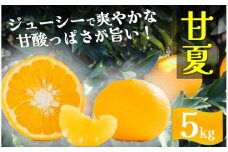 【先行予約＿2026年出荷分】湯の花　初夏の香り甘夏 5㎏箱　【 柑橘 甘夏 甘夏セット  果物 フルーツ フルーツセット ふるさと納税  伊豆 南伊豆 】　<BC-3>