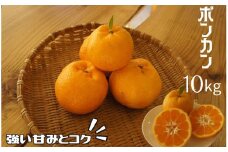 湯の花　ポンカン10kg箱セット　【 10Kg ポンカン みかん 果物 フルーツ 旬 柑橘 甘い 新鮮 】　<BC-31>