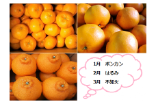【先行予約】湯の花　旬の３種ミカン　１～３月　３回発送　<BC-45>