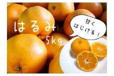 【先行予約＿2026年出荷分】　湯の花　はるみ５kg箱セット　【 5Kg はるみ みかん 果物 フルーツ 旬 柑橘 甘い 新鮮 】　<BC-6>