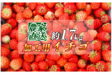 【先行予約＿2026年出荷分】イチゴ　加工用イチゴ　バラ詰め　1.7kg（6.5パック相当）　恋みのり、かおり野　から厳選　【 苺 いちご イチゴ かおり野 恋みのり 産地直送 旬 果物 フルーツ くだもの 静岡県 伊豆 南伊豆町 期間限定 】　<AA-3>