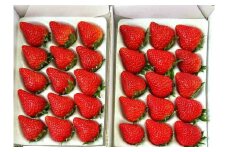 南伊豆町産いちご（２品種アソート）１パック500g×２パック（ホールパック）（2020年第31回静岡県いちご果実品評会入賞）　<T-5>