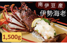伊勢海老セット[C] 【いせえび 伊勢海老 伊勢海老 鮮魚 海老 えび 人気 名産 高級 おすすめ 数量限定 贈答 静岡県 南伊豆 伊豆 】<AG-19>