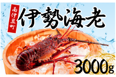 伊勢海老セット[E] 【いせえび 伊勢海老 伊勢海老 鮮魚 海老 えび 人気 名産 高級 おすすめ 数量限定 贈答 静岡県 南伊豆 伊豆 】　<AG-27>
