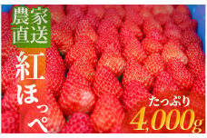 【 先行予約 2025年2月以降配送】南伊豆産いちご　紅ほっぺ4kg　　【 いちご 紅ほっぺ 果物 フルーツ 苺 イチゴ くだもの 静岡県産 期間限定 】　<BD-5>