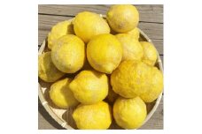 湯の花　南伊豆産わけありレモン３kg　<BC-21>
