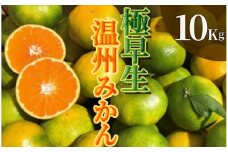 【先行予約】湯の花　極早生温州みかん10kg箱　【 早生 極早生 温州 みかん 果物 果物 フルーツ 旬 柑橘 甘い 新鮮 伊豆 南伊豆 】　<BC-71>